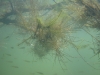 zoetwater16