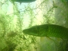 zoetwater8